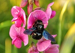 Blaue Holzbiene auf Breitblttriger Platterbse