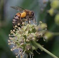 BienePollen.jpg